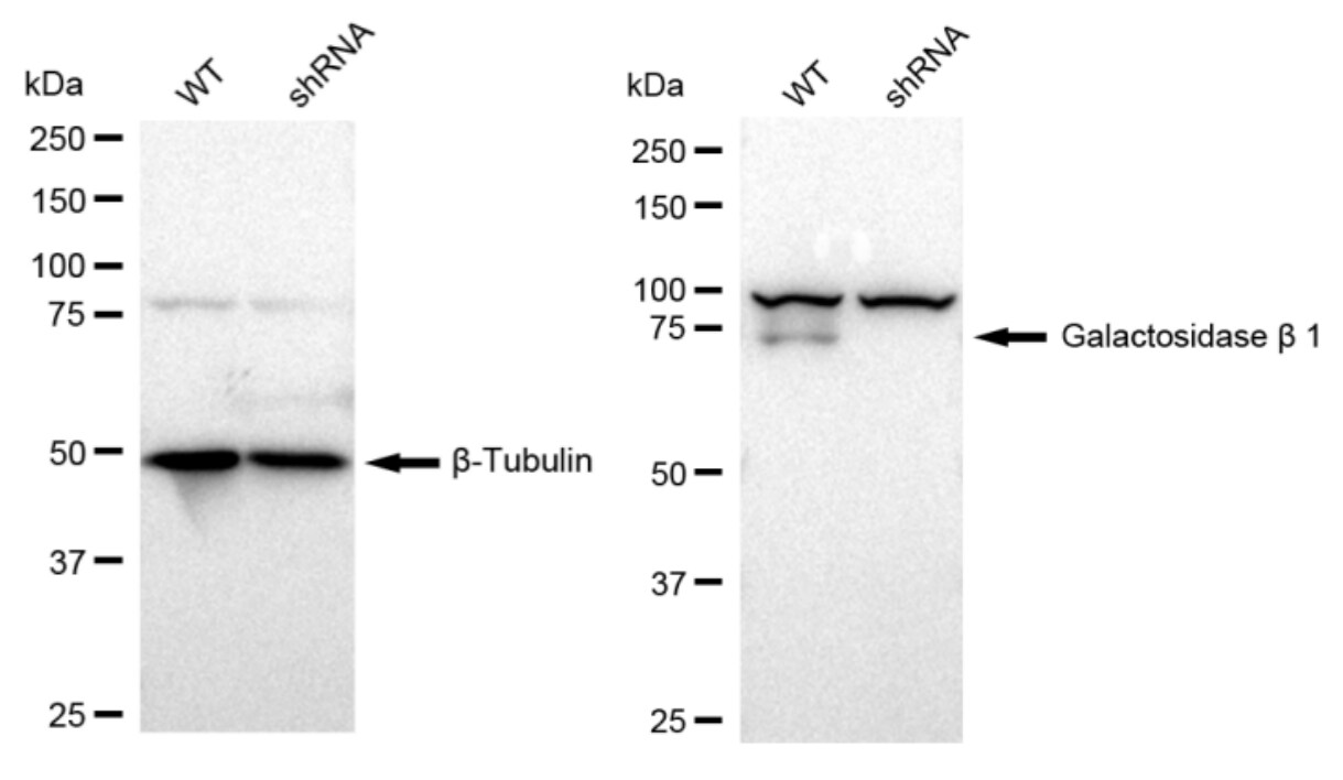beta-Galactosidase-1/GLB1 Antibody (23GB1580)