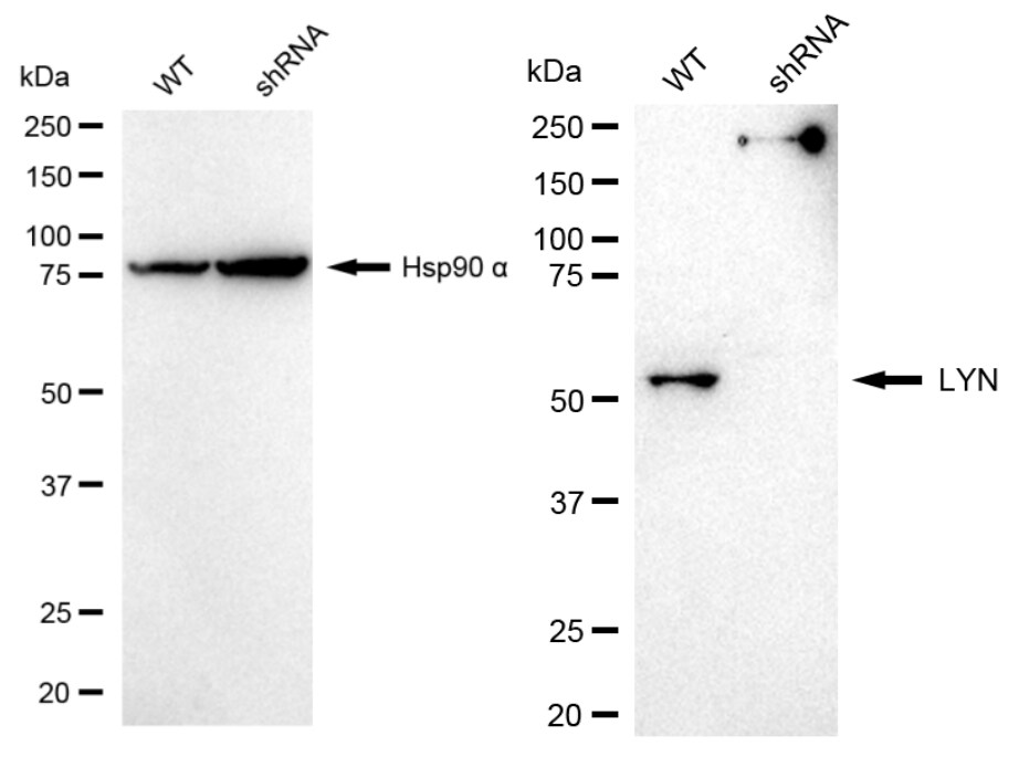 Lyn Antibody (24GB720)