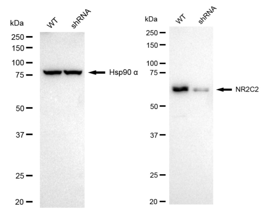 TR4/NR2C2 Antibody (24GB730)