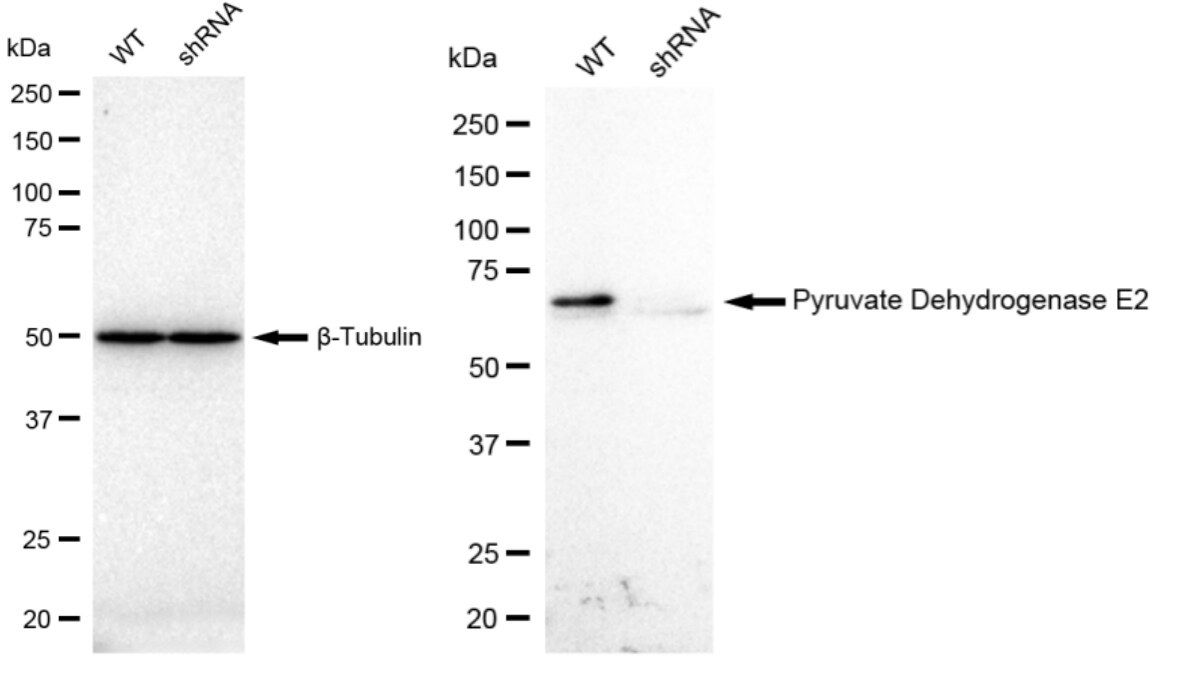 Pyruvate Dehydrogenase E2 Antibody (23GB1010)