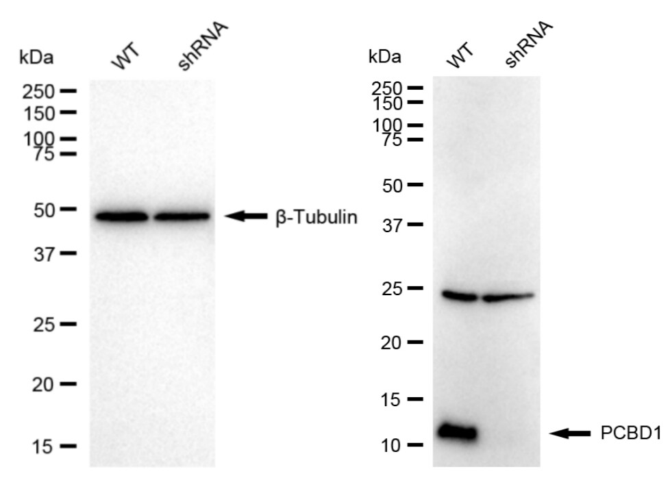 PCBD1 Antibody (24GB785)