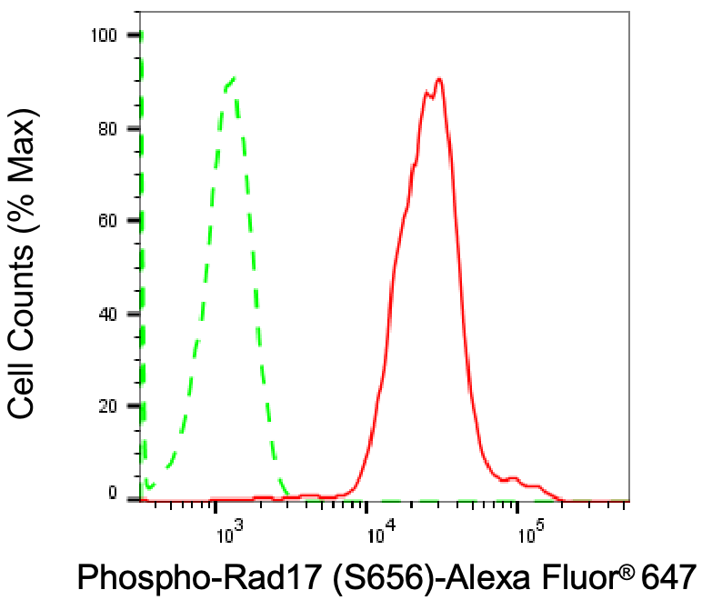 Rad17 [p Ser656] Antibody (24GB795)