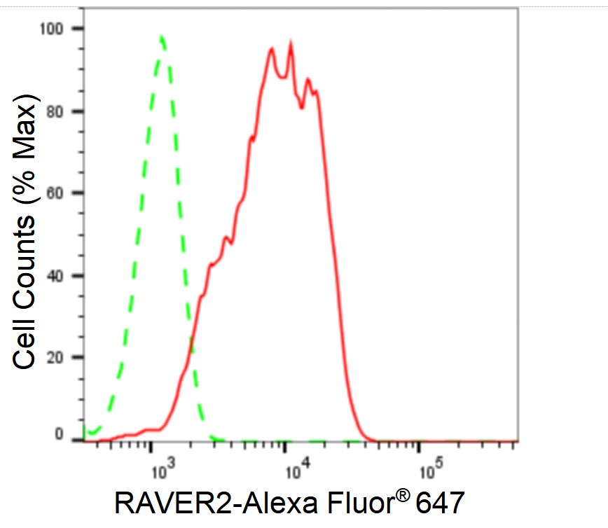 RAVER2 Antibody (24GB810)