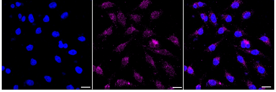 Rab4 Antibody (24GB825)
