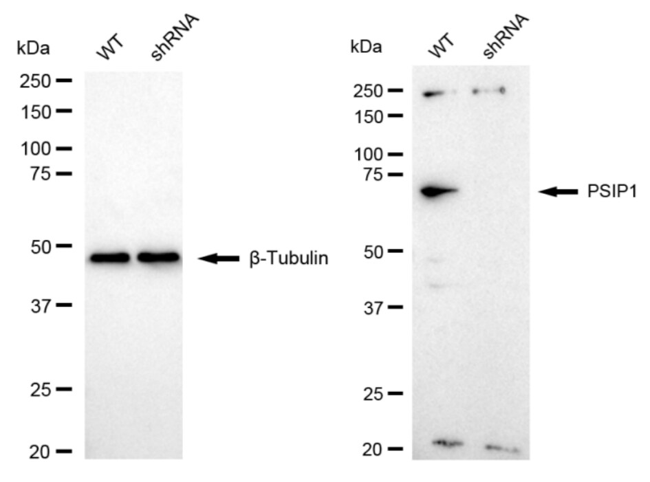 LEDGF Antibody (24GB840)