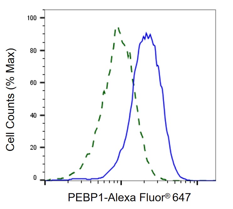 RKIP/PBP Antibody (24GB860)