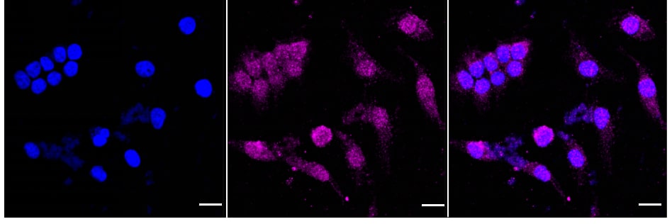 RKIP/PBP Antibody (24GB860)