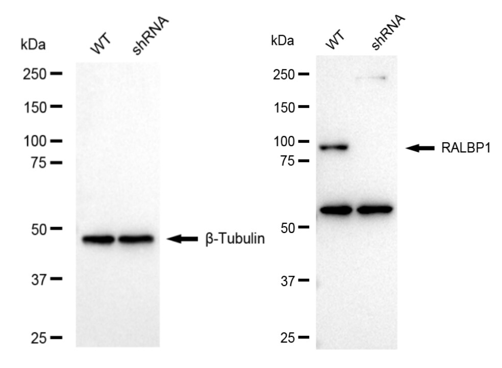 RALBP1 Antibody (24GB875)