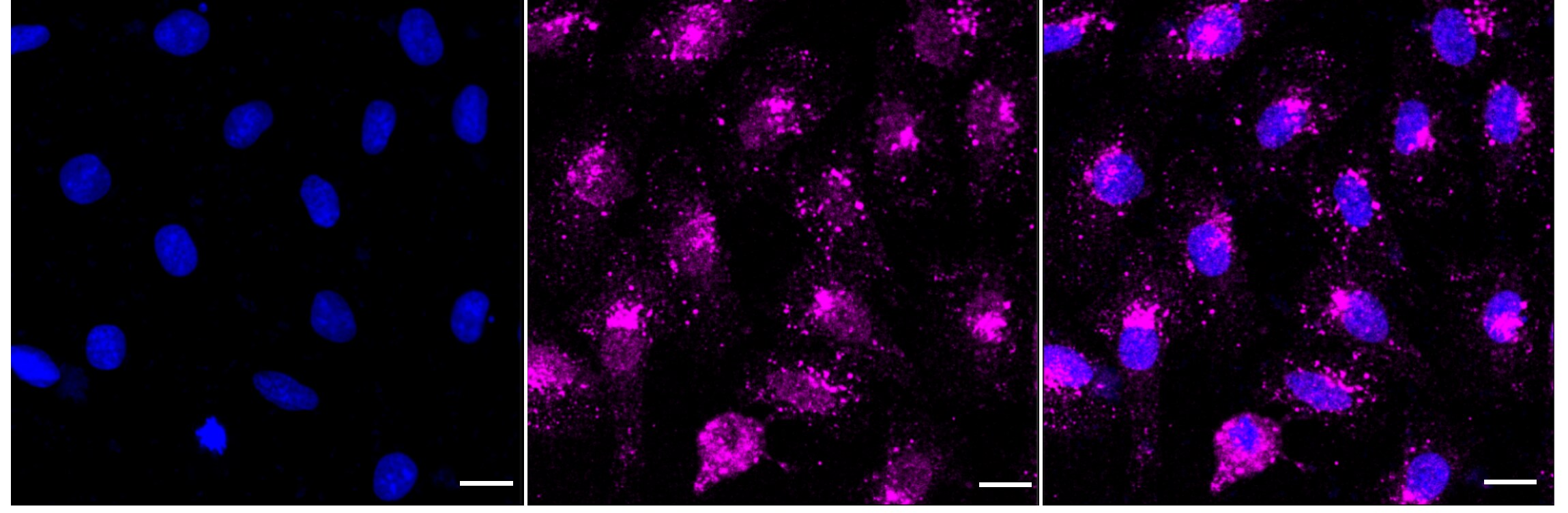 Rab7a Antibody (24GB895)
