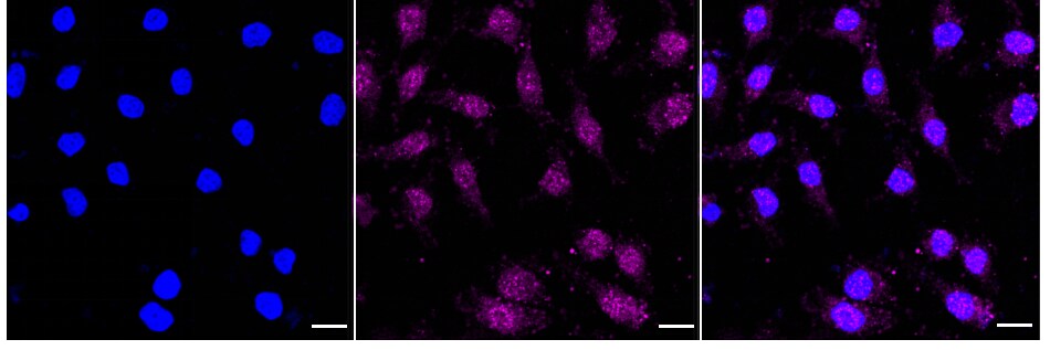 Paxillin [p Tyr118] Antibody (24GB900)