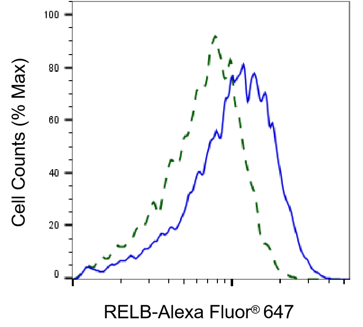 RelB Antibody (24GB925)
