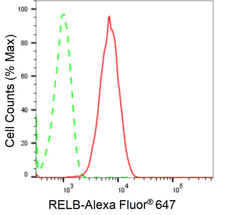 RelB Antibody (24GB925)