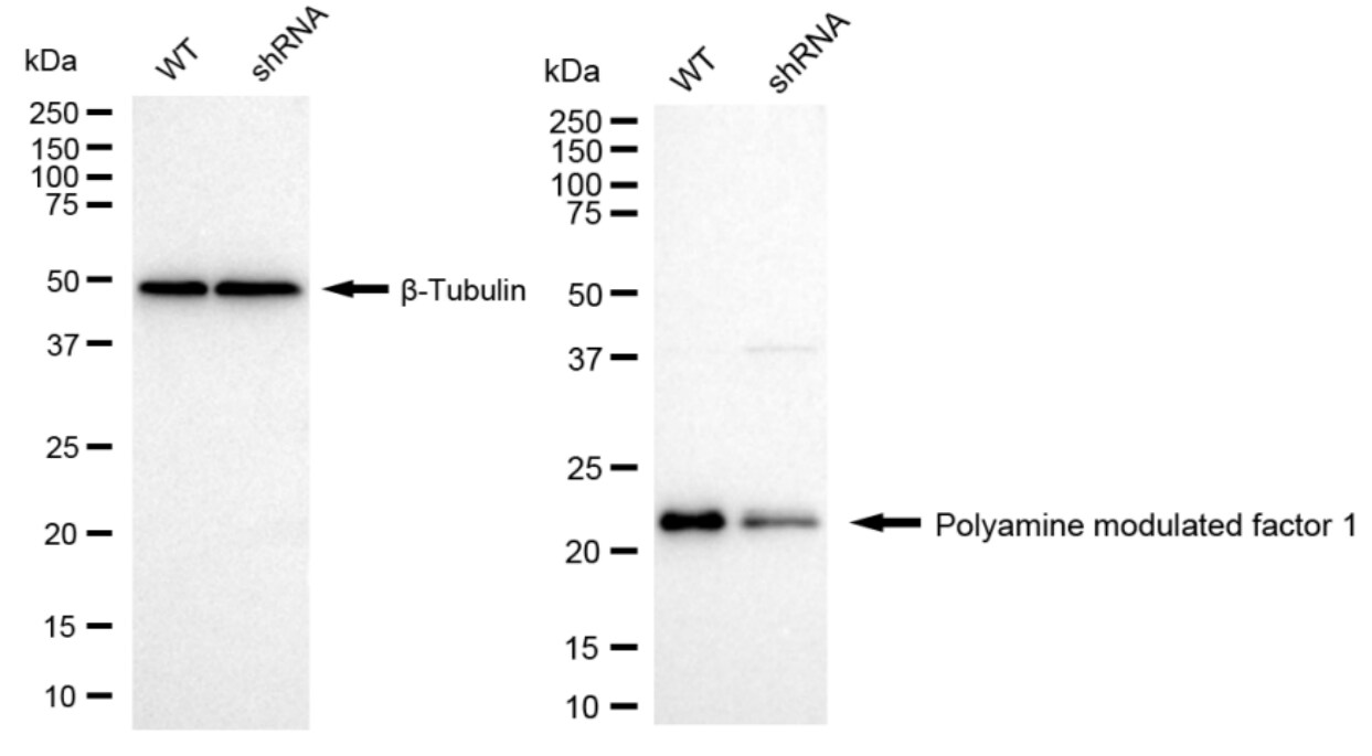 PMF1 Antibody (24GB985)