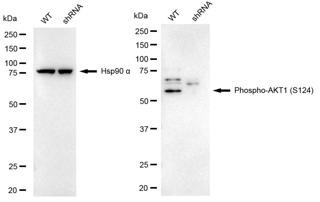 AKT1 [p Ser124] Antibody (23GB1180)