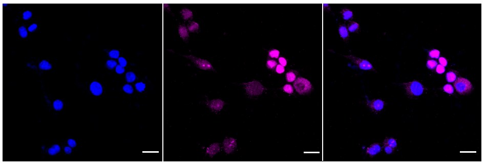 SAMHD1 Antibody (24GB1010)