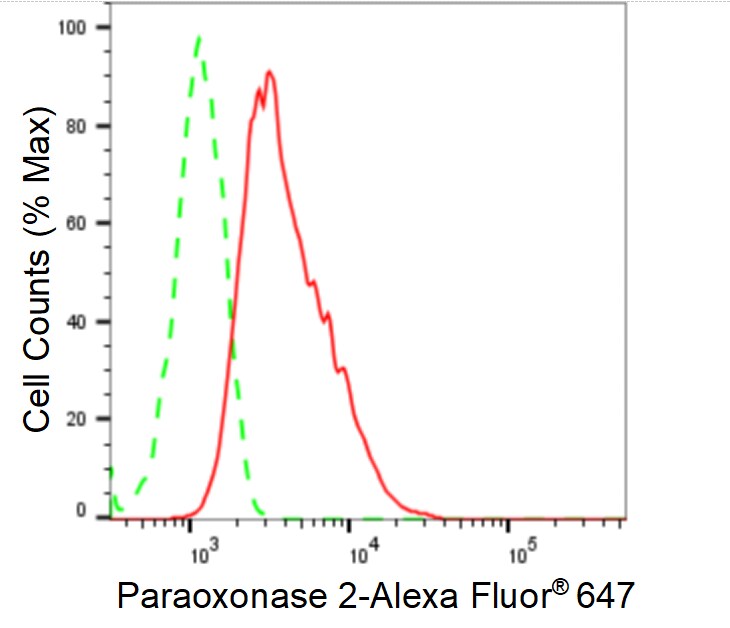PON2 Antibody (24GB1035)