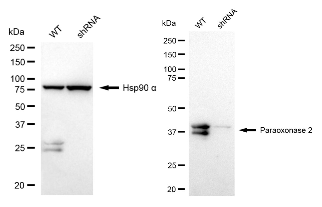 PON2 Antibody (24GB1035)