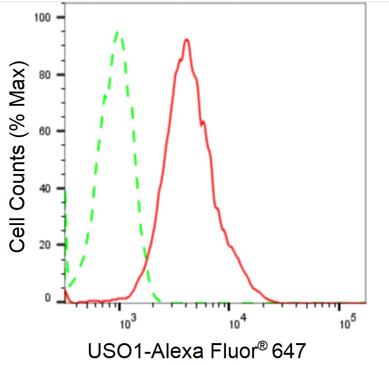 VDP p115 Antibody (24GB1905)