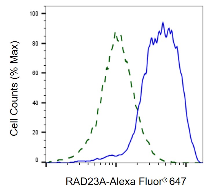Rad23 Antibody (24GB1080)