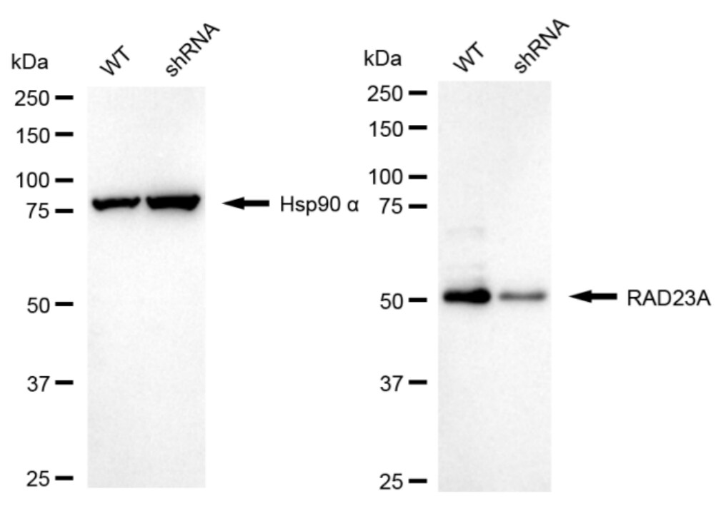 Rad23 Antibody (24GB1080)