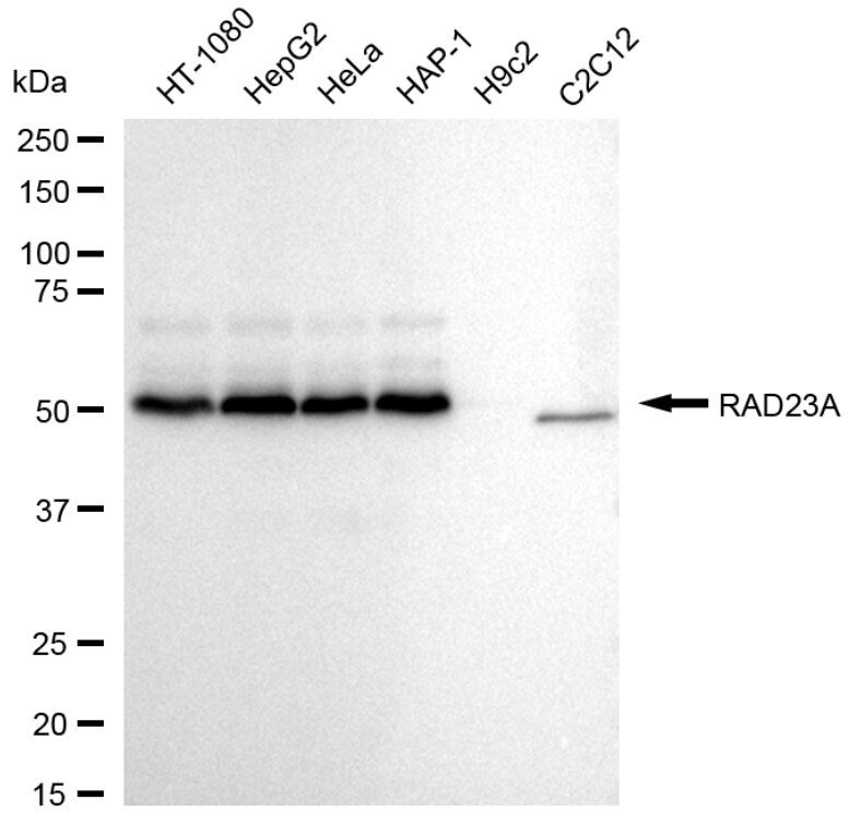Rad23 Antibody (24GB1080)