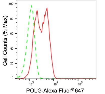 DNA Polymerase gamma Antibody (24GB1085)