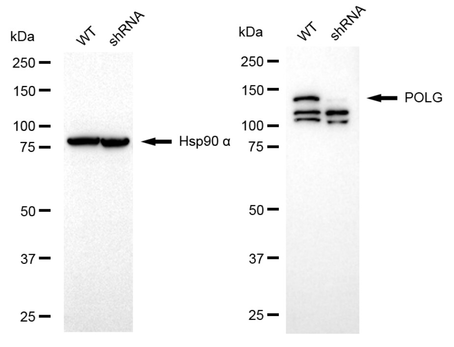 DNA Polymerase gamma Antibody (24GB1085)