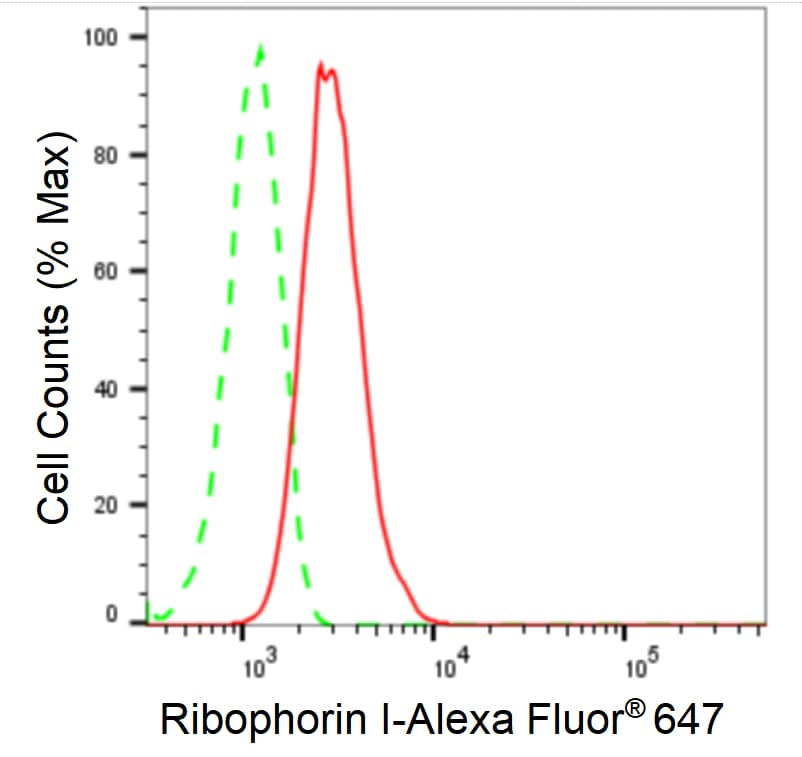 Ribophorin I Antibody (24GB1090)