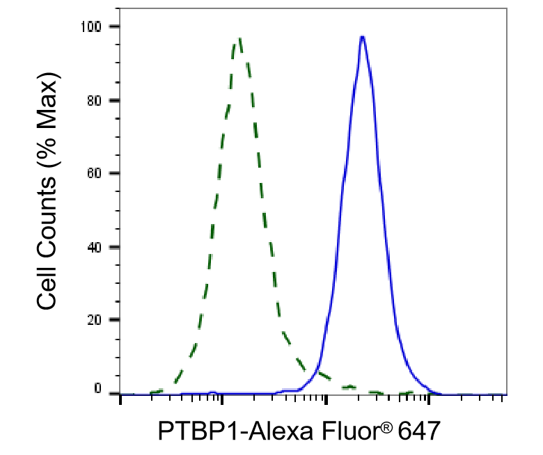PTBP1 Antibody (24GB1095)