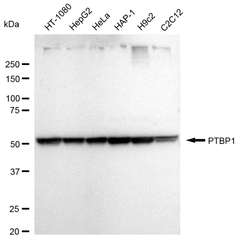 PTBP1 Antibody (24GB1095)