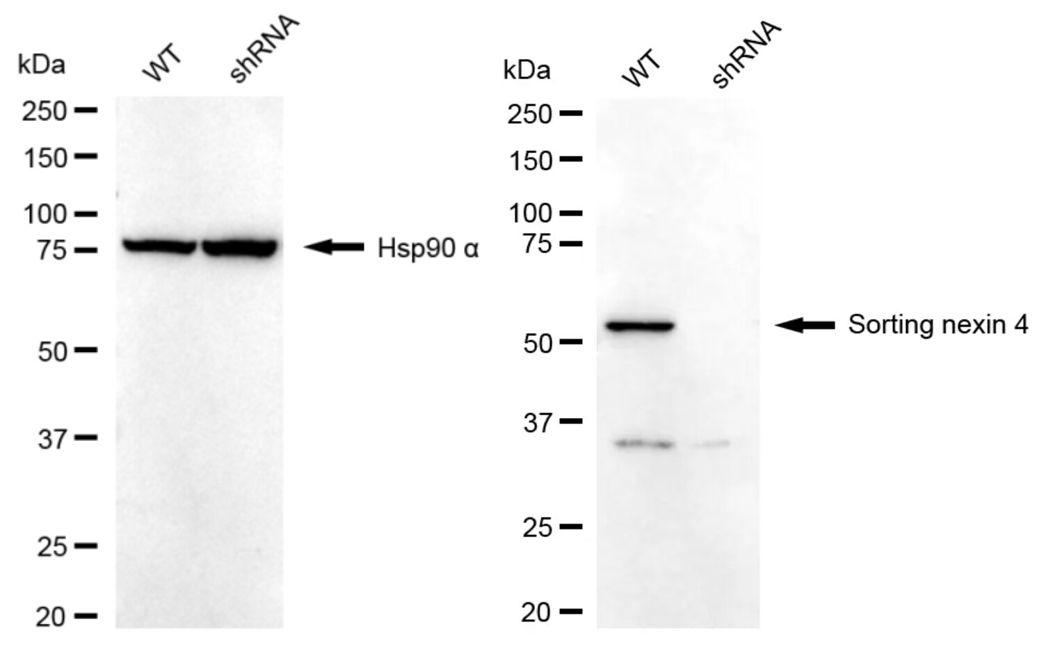 SNX4 Antibody (24GB2335)