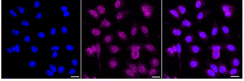 RNF40 Antibody (24GB1100)
