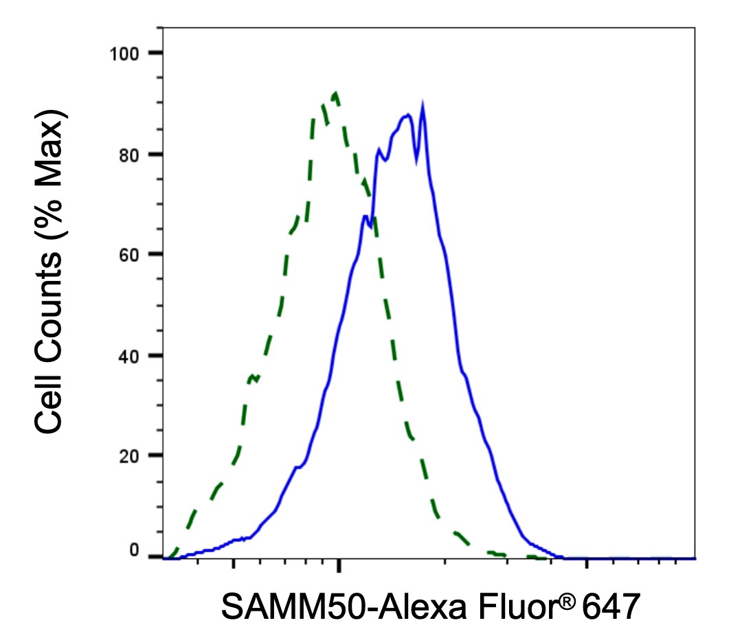 SAMM50 Antibody (24GB1135)