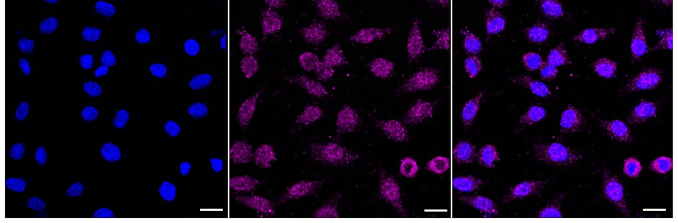 SAMM50 Antibody (24GB1135)
