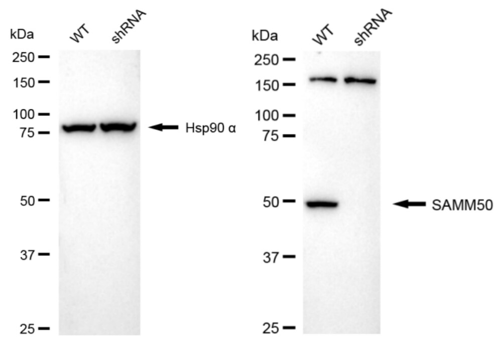 SAMM50 Antibody (24GB1135)