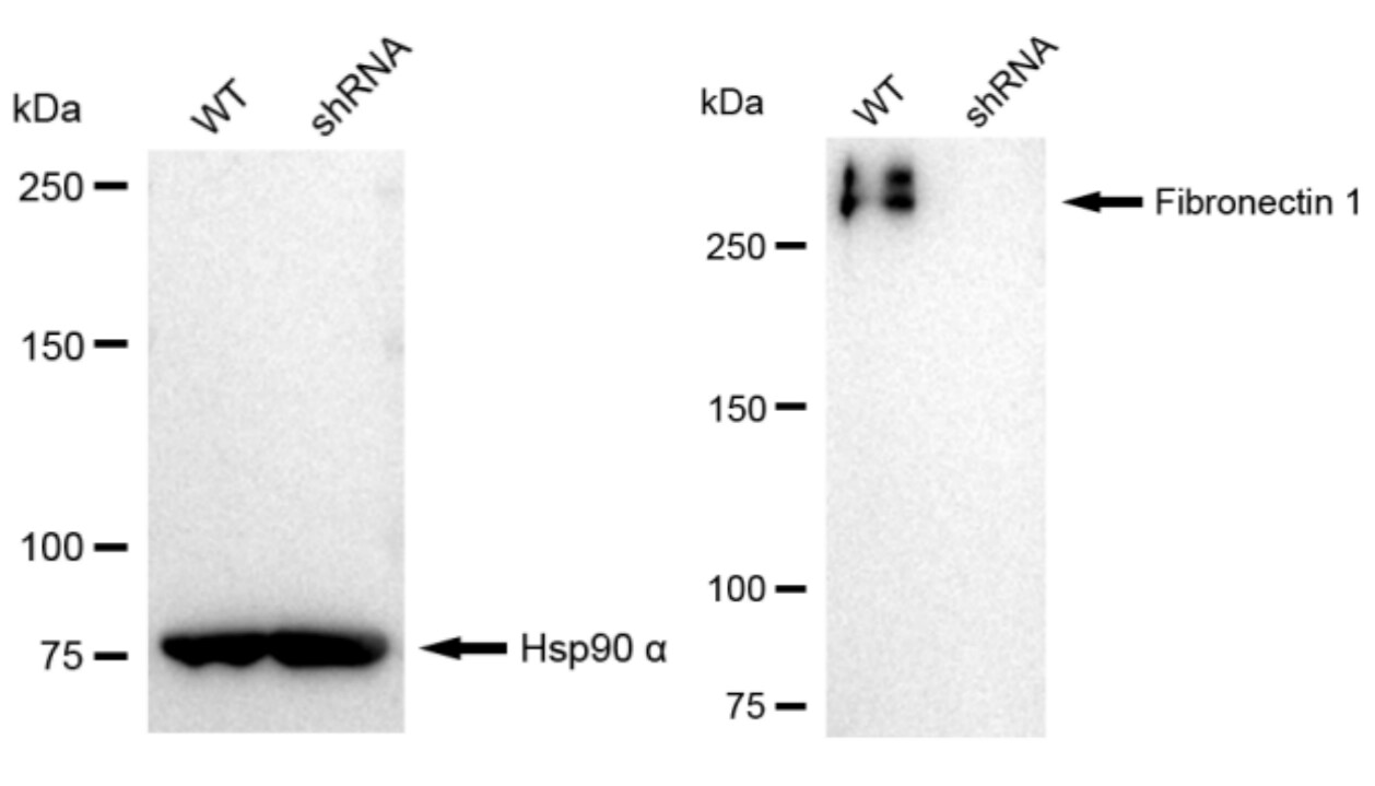 Fibronectin Antibody (23GB1335)