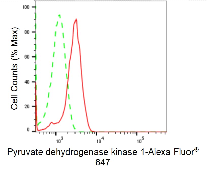 Pyruvate Dehydrogenase Kinase 1/PDK1 Antibody (24GB1190)