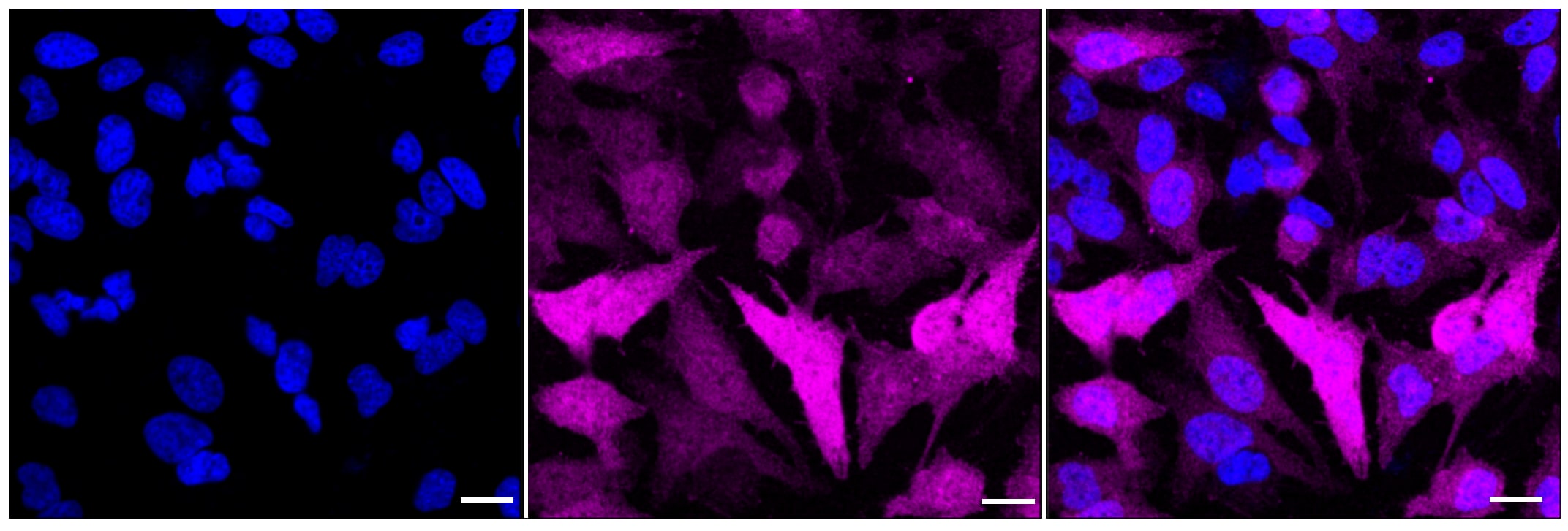 DNAJC12 Antibody (23GB1815)