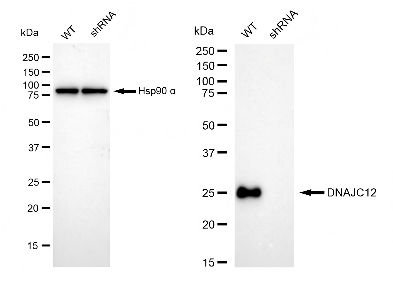 DNAJC12 Antibody (23GB1815)