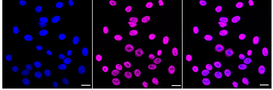 SFPQ Antibody (24GB1220)