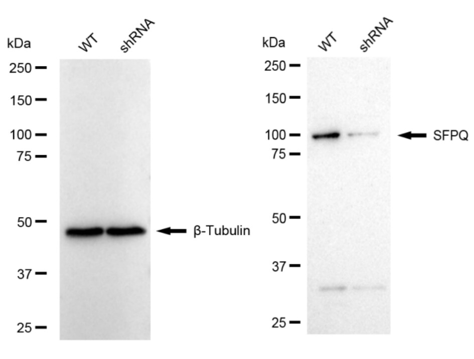 SFPQ Antibody (24GB1220)