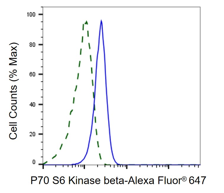 p70 S6 Kinase beta/S6K2 Antibody (24GB1235)