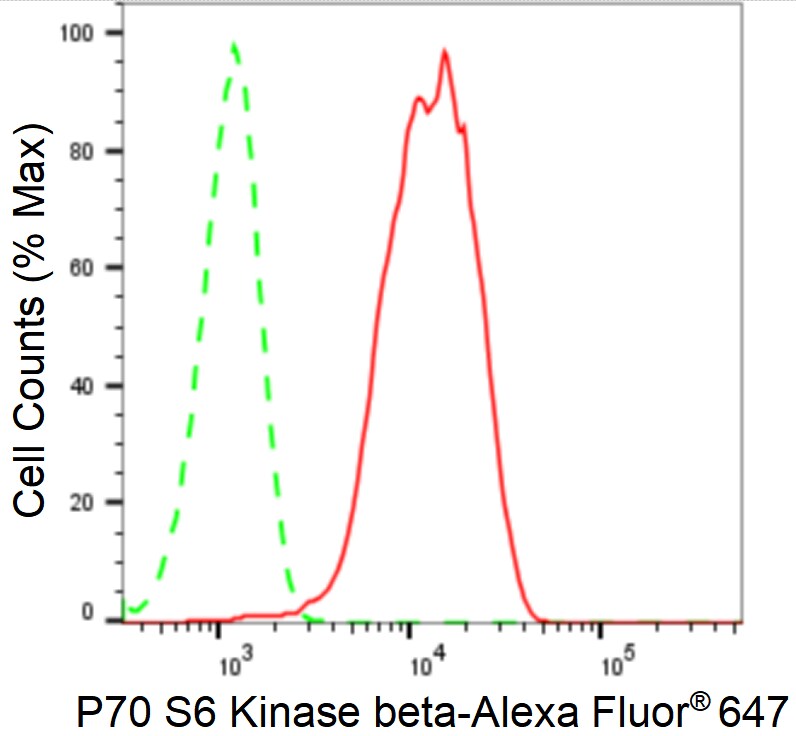 p70 S6 Kinase beta/S6K2 Antibody (24GB1235)
