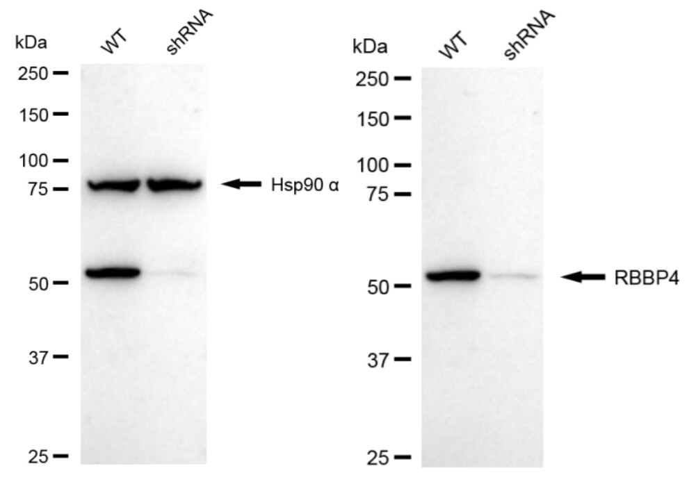 RBBP4/RbAp48 Antibody (24GB1240)