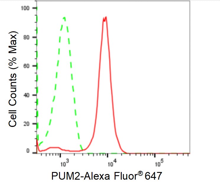 PUM2 Antibody (24GB1250)