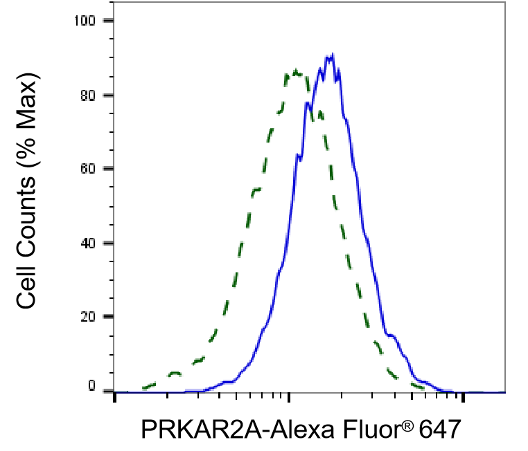 PKA R2 Antibody (24GB1265)