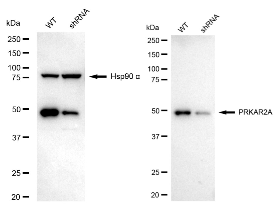 PKA R2 Antibody (24GB1265)