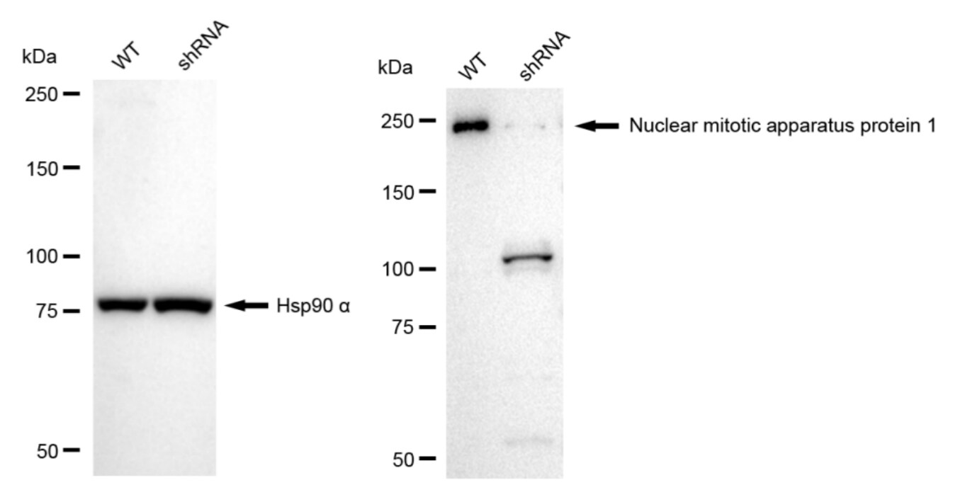 NuMA Antibody (24GB1290)