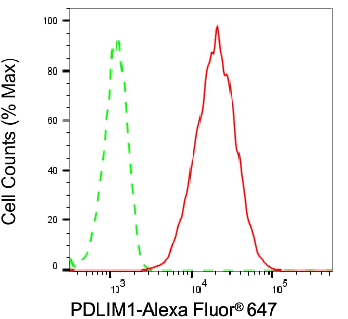PDLIM1 Antibody (24GB1310)