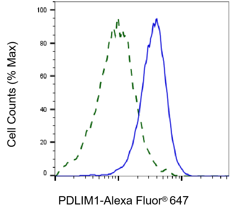 PDLIM1 Antibody (24GB1310)